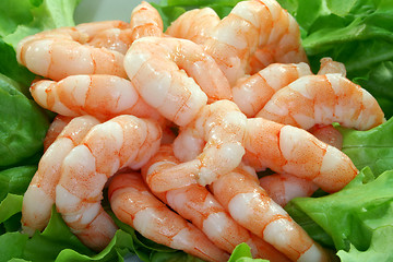 Image showing Shrimps