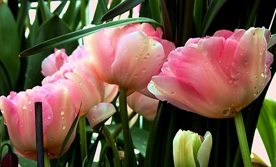 Image showing wet tulips