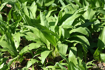 Image showing Wild garlic