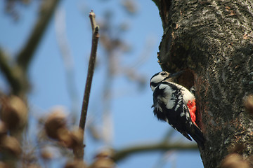 Image showing Great Spotted Woodpecker