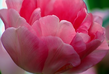 Image showing single tulip
