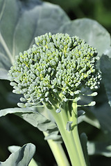 Image showing Organic Greenhouse Broccoli