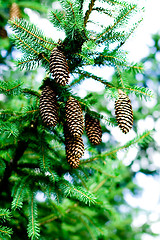 Image showing pinecones