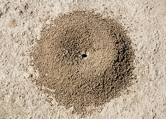 Image showing Anthill