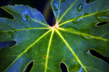 Image showing greeen leaf