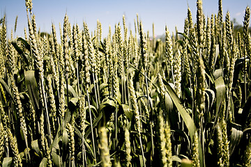 Image showing Wheat