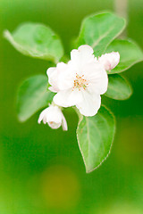 Image showing apple blossom