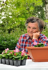 Image showing Senior woman - gardening