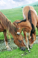 Image showing Horses family