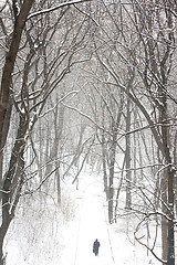 Image showing walking in a park 