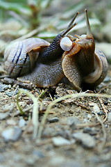 Image showing snails