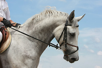 Image showing horse