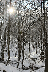 Image showing Icy Trees