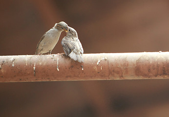 Image showing two sparrow