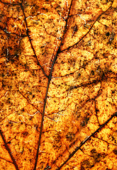 Image showing autumn leave. Close up 