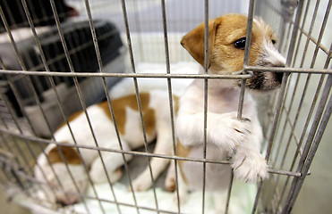 Image showing dogs in a cage