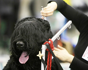 Image showing Dog at  a barbershop