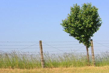 Image showing Tree