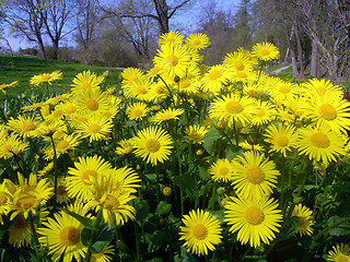 Image showing Yellow Flowers