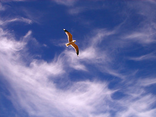 Image showing The seagull in blue sky