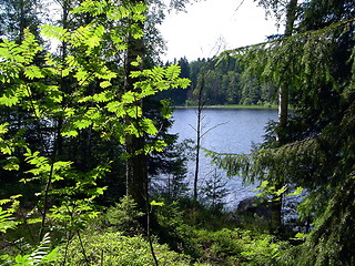 Image showing Forest lake in the summer