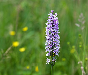 Image showing Common Spotted Orchid (Dactylorhiza fuchsii)