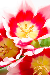 Image showing pink tulips