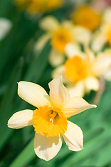 Image showing yellow narcissuses