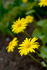 Image showing yellow flowers