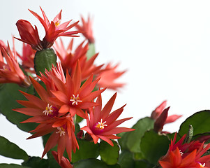 Image showing Easter Cactus