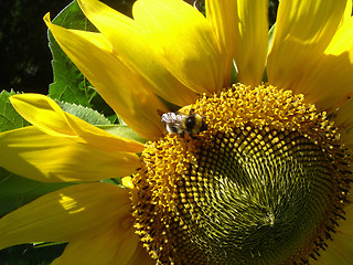 Image showing Bumblebee on a sunflower