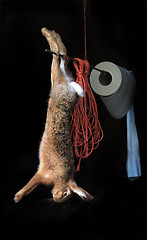 Image showing Hung Hare