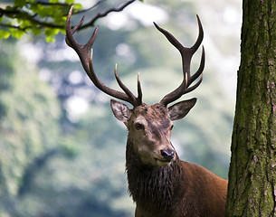 Image showing Red Deer Stag (Cervus elaphus)