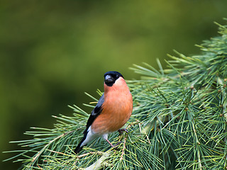 Image showing Bullfinch (Pyrrhula pyrrhula)