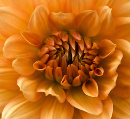 Image showing Dahlia