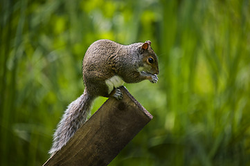 Image showing Grey Squirrel (Sciurus carolinensis)