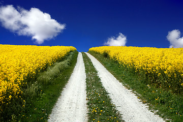 Image showing Oilseed Rape Field in Spring