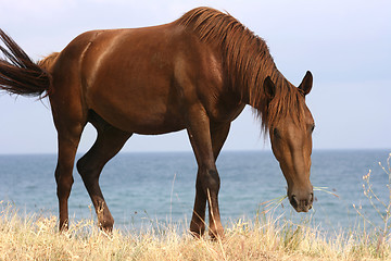 Image showing Horse