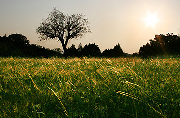 Image showing tree in the sunset