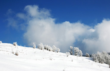 Image showing Winter Scenics