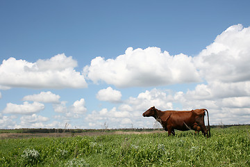 Image showing Cows in Summer Landscape