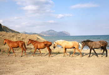 Image showing Herd of Horses