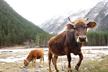 Image showing Cows on the meadow 