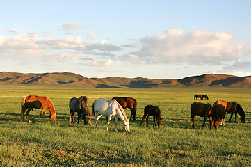 Image showing Herd of horses