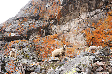 Image showing sheeps