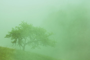 Image showing tree in the fog