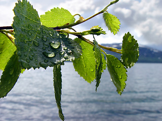 Image showing After rain