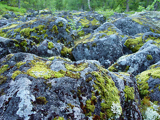 Image showing boulders covered in moss