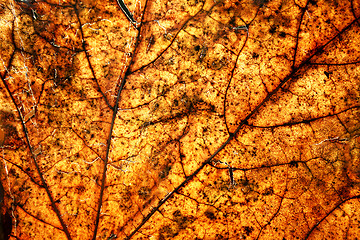 Image showing autumn leave. Close up 