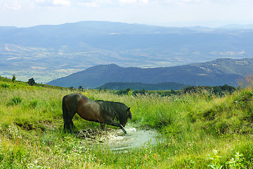 Image showing horse in the mountain